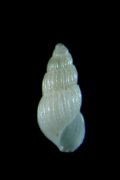 Chrysallida&nbsp;decussata